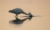 egret.jpg